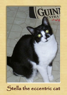 Stella the eccentric cat